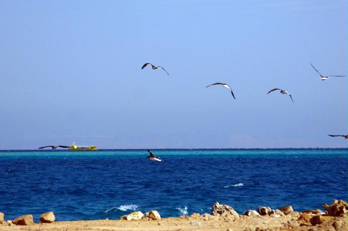 埃及紅海之畔---劉喜元
